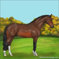 Horse Color:Brown 