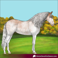 Horse Color:White Spotted Silver Bay Rabicano 