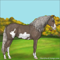 Horse Color:Silver Black Frame