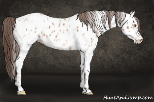 Horse Color:Amber Champagne Appaloosa and White Spotted Amber Champagne Appaloosa