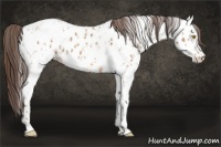 Horse Color:Amber Champagne Appaloosa and White Spotted Amber Champagne Appaloosa