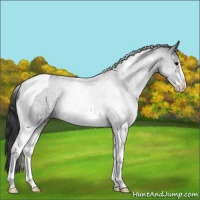 Horse Color:Black Sabino Tobiano Rabicano