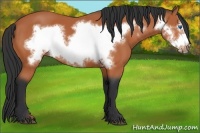 Horse Color:Bay Frame 