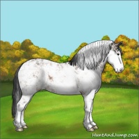 Horse Color:Brown Dun Sabino