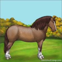 Horse Color:Chocolate Buckskin Dun Sabino