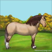 Horse Color:Chocolate Buckskin Dun Sabino Rabicano