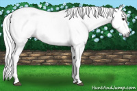 Horse Color:Gray White Spotted Bay