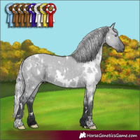 Horse Color:White Spotted Silver Grullo Chinchilla 