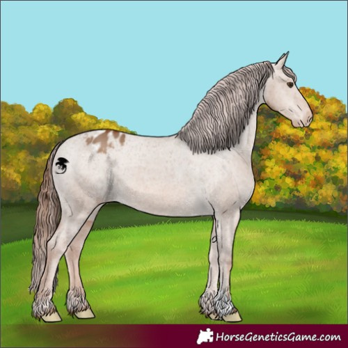 Horse Color:Red Dun Appaloosa 