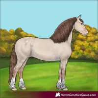 Horse Color:Red Dun Blanket 