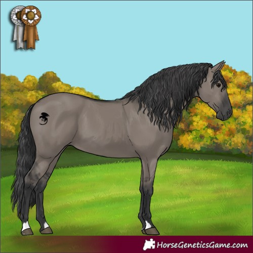 Horse Color:Grullo 