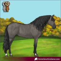 Horse Color:Grullo 