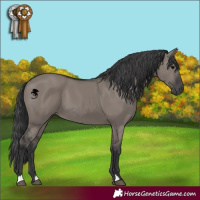 Horse Color:Grullo 