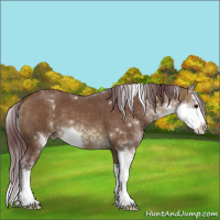 Horse Color:Chocolate Buckskin Dun Sabino 
