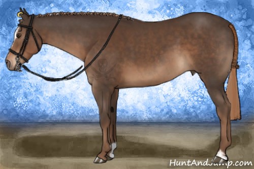 Horse Color:Liver Chestnut Sabino
