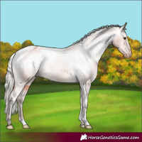 Horse Color:Silver Bay Appaloosa Rabicano 
