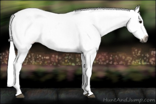 Horse Color:Gray Black Near Leopard