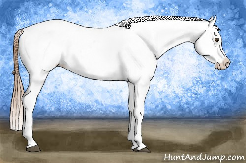 Horse Color:Chestnut Appaloosa 