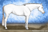 Horse Color:Chestnut Appaloosa 