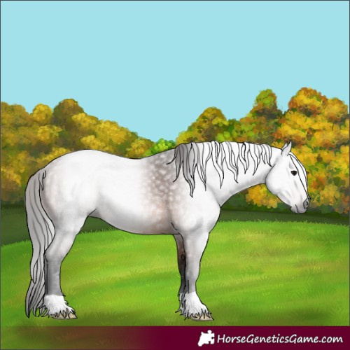 Horse Color:Gray Bay Rabicano