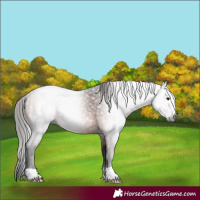 Horse Color:Gray Bay Rabicano