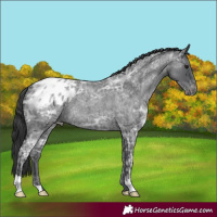 Horse Color:Blue Ice Roan Appaloosa 