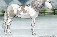 Horse Color:White Spotted Silver Blue Roan Splash 