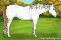 Horse Color:Chestnut Frame Appaloosa 