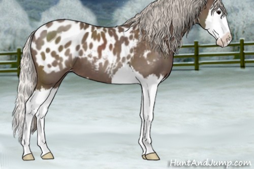 Horse Color:Silver Blue Roan Splash Appaloosa 
