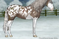 Horse Color:Silver Blue Roan Splash Appaloosa 