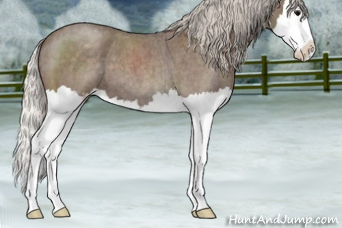 Horse Color:Silver Blue Roan Splash Appaloosa 