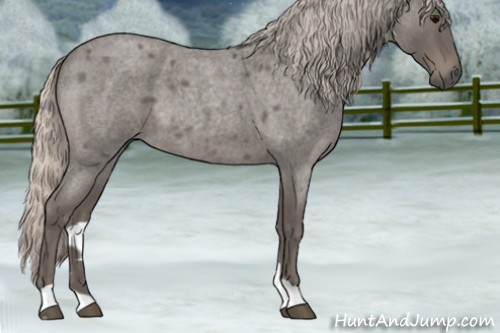 Horse Color:Silver Blue Roan 