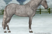 Horse Color:Silver Blue Roan 