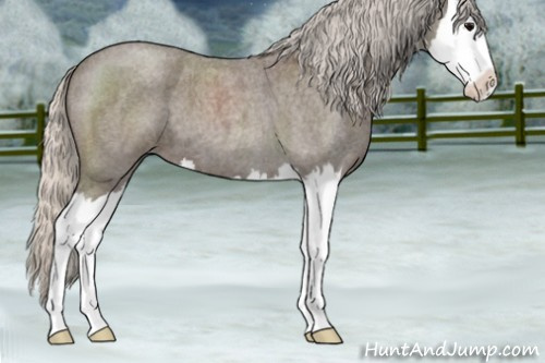 Horse Color:Silver Blue Roan Splash