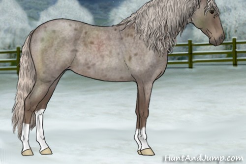 Horse Color:Silver Blue Roan 