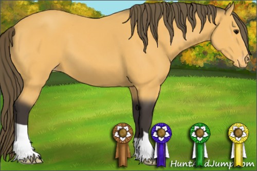 Horse Color:Buckskin Appaloosa 