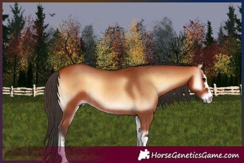 Horse Color:Bay Onyx 