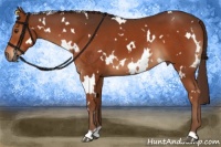 Horse Color:White Spotted Liver Chestnut 