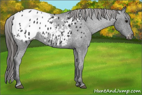 Horse Color:Black Appaloosa 