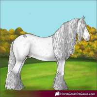 Horse Color:Silver Grullo Chinchilla Sabino 