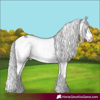 Horse Color:Silver Grullo Chinchilla Sabino 