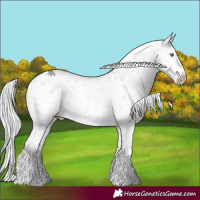 Horse Color:Silver Grullo Chinchilla Sabino 