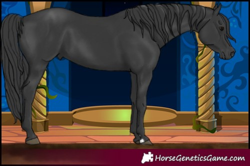 Horse Color:Black 
