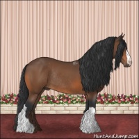 Horse Color:Bay Rabicano