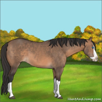Horse Color:Brown Dun Splash
