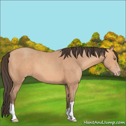 Horse Color:Amber Champagne 