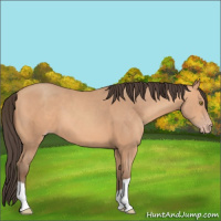Horse Color:Amber Champagne