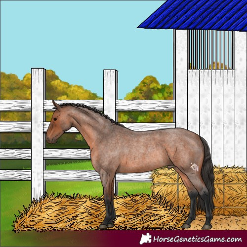 Horse Color:Bay Roan Rabicano 