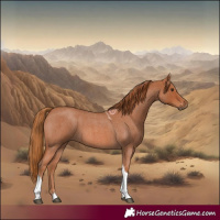 Horse Color:Red Roan Tobiano
