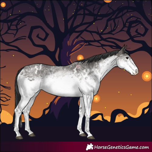 Horse Color:White Spotted Grullo 